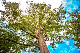 Parkwood, CA  Tree Services Company